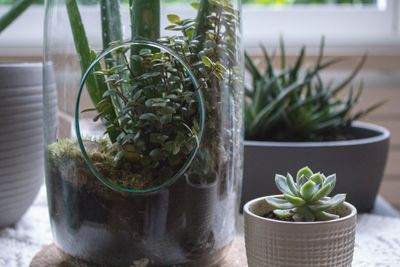 Fungus Gnats Took Over My Terrarium — Here's What Actually Got Rid of Them