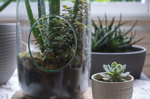 Free Captivating close-up of indoor succulents and plants in decorative pots and glass terrarium. Stock Photo