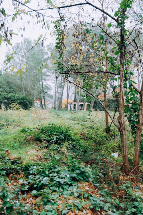 Imagine de stoc gratuită din abandonat, arbori, cămin