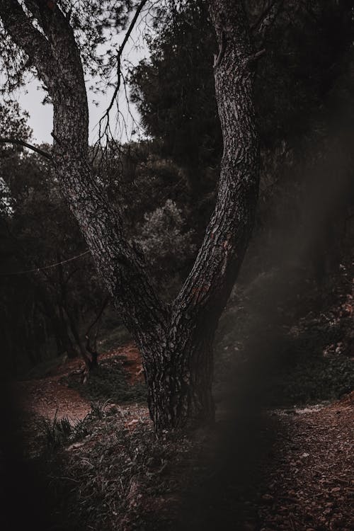 Imagine de stoc gratuită din arbore, blur, botanică