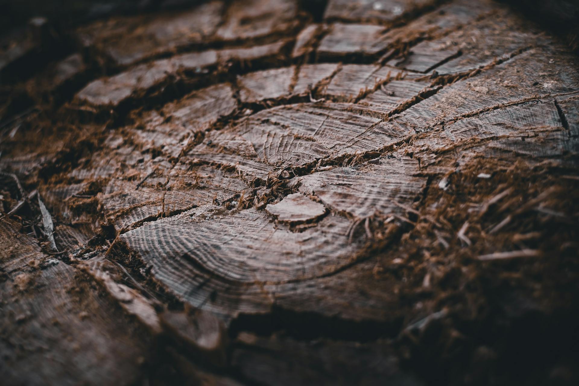 Free stock photo of abstract, bark, dark