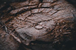 Free stock photo of abstract, bark, dark