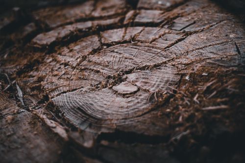 Free Detailed close-up of a tree stump highlighting intricate growth rings and natural patterns. Stock Photo