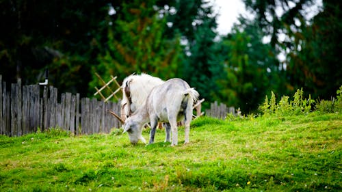 Goat on Pasture