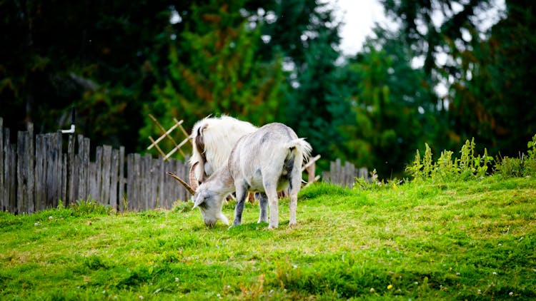 Goat On Pasture