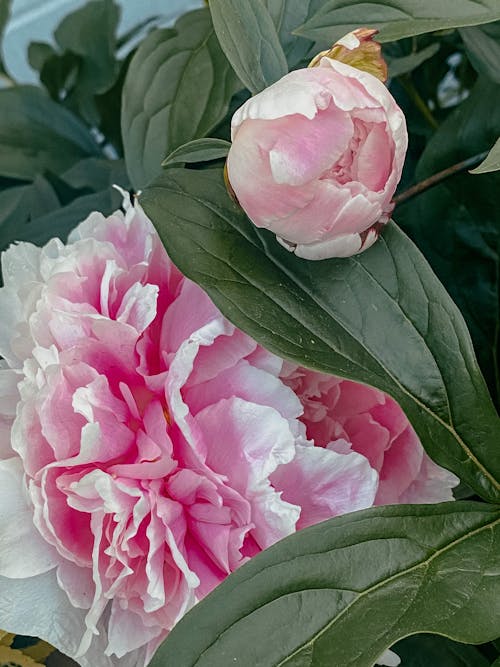 Pink Peony Flowers