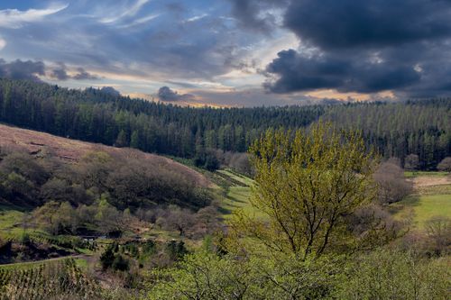 Free Captivating view of a forest valley with a dramatic sky at sunset. Stock Photo