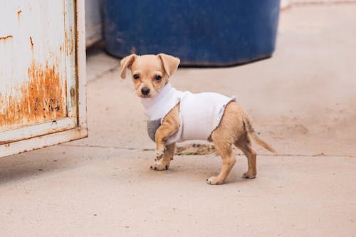 Free Close Up Photo of a Puppy Stock Photo