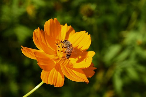 Free Bee on a Yellow Flower Stock Photo
