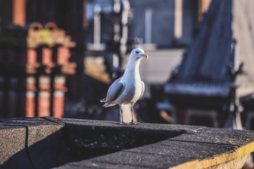 Free A seagull perched on a concrete railing in a city setting, captured in vibrant daylight. Stock Photo