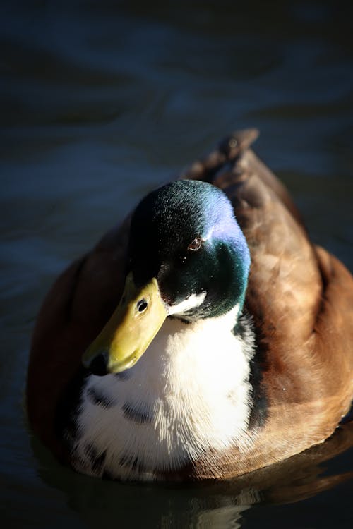 Close up of a Duck 