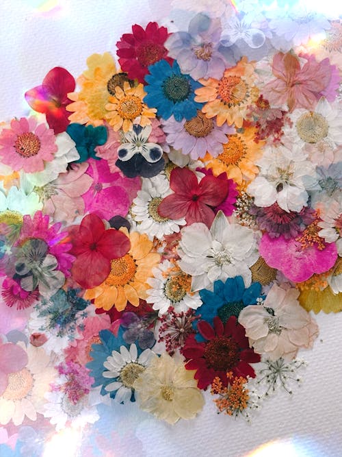 꽃, 꽃잎, 멀티 컬러의 무료 스톡 사진