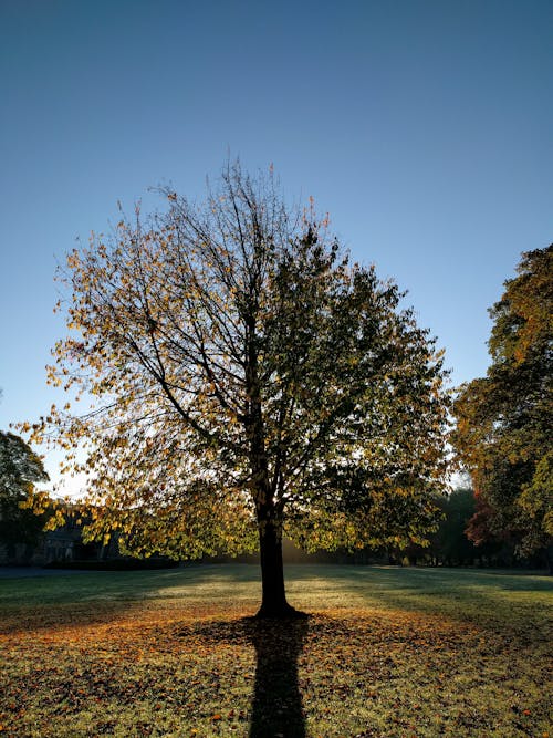 Foto d'estoc gratuïta de arbre, colors de tardor, parc