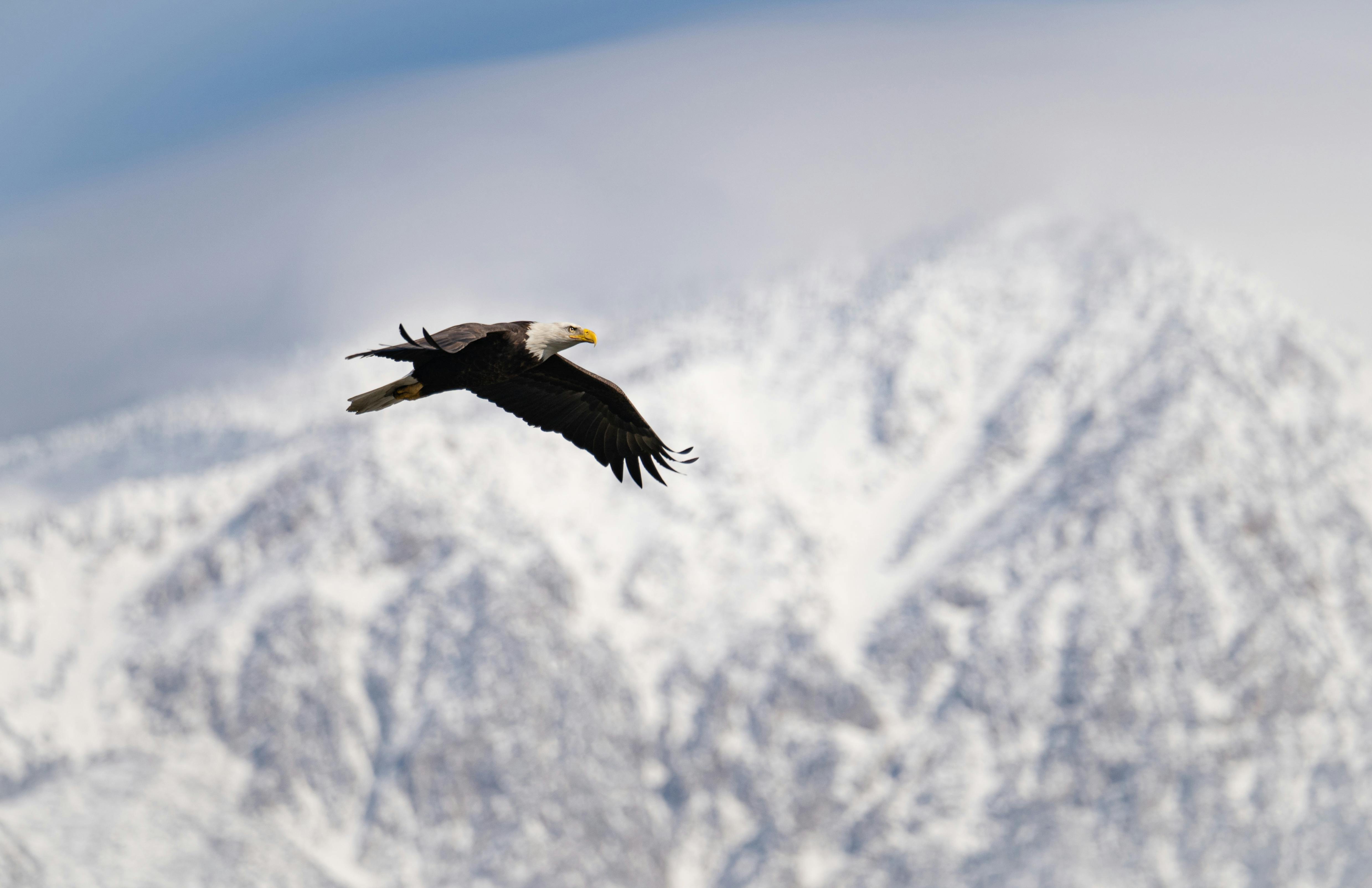 + Fotos y Imágenes de Águila volando Gratis · Banco de Fotos Gratis