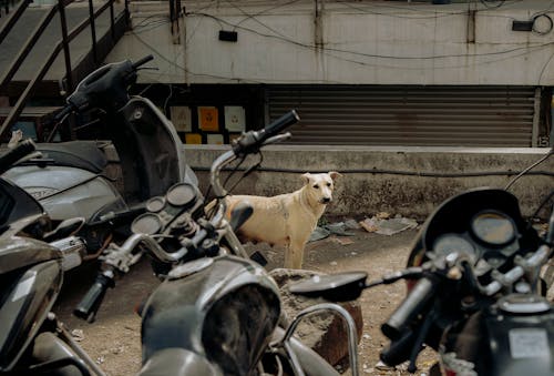 Imagine de stoc gratuită din animal de casă, animal domestic, câine