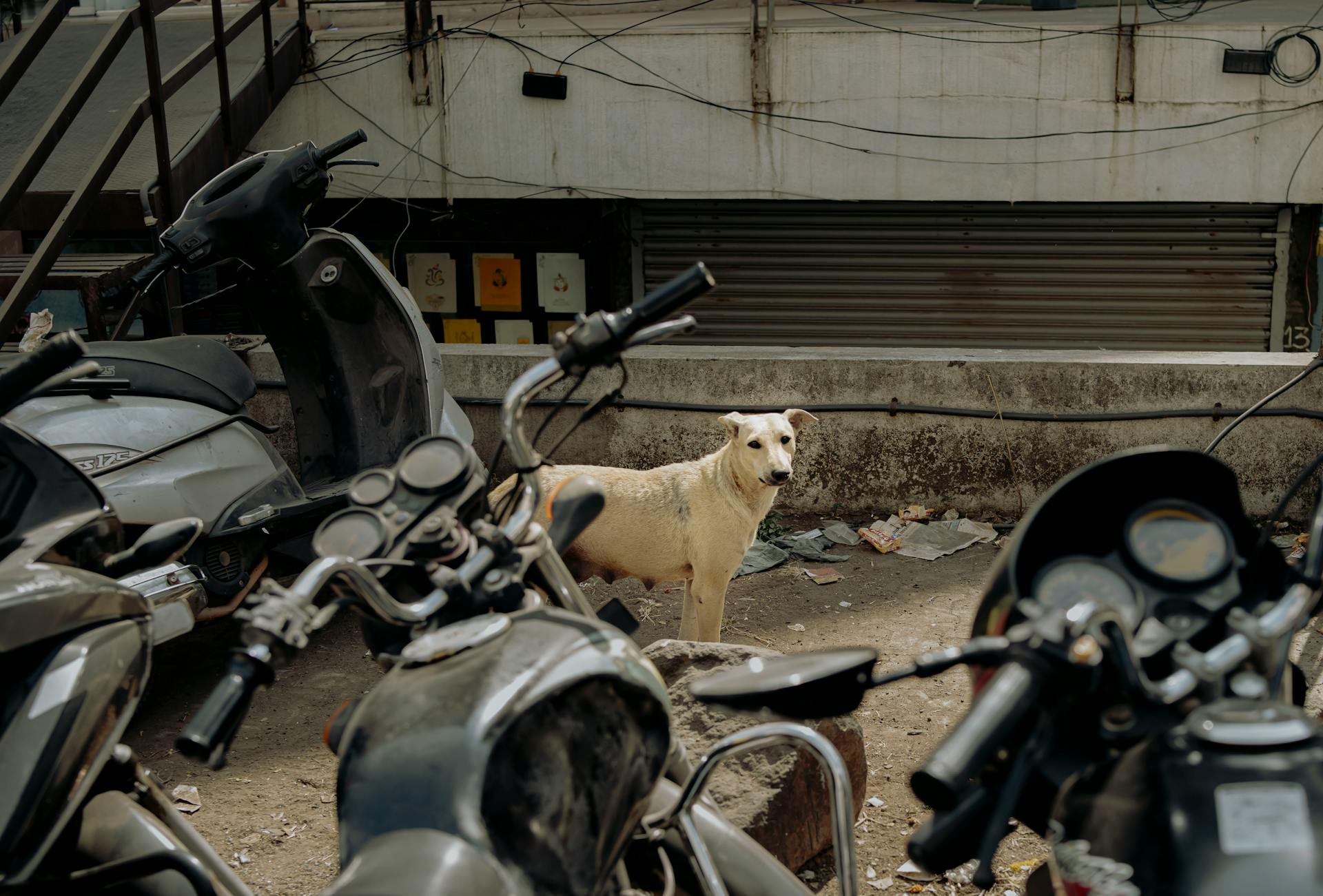 Dog Parked Beside a Motorcycle