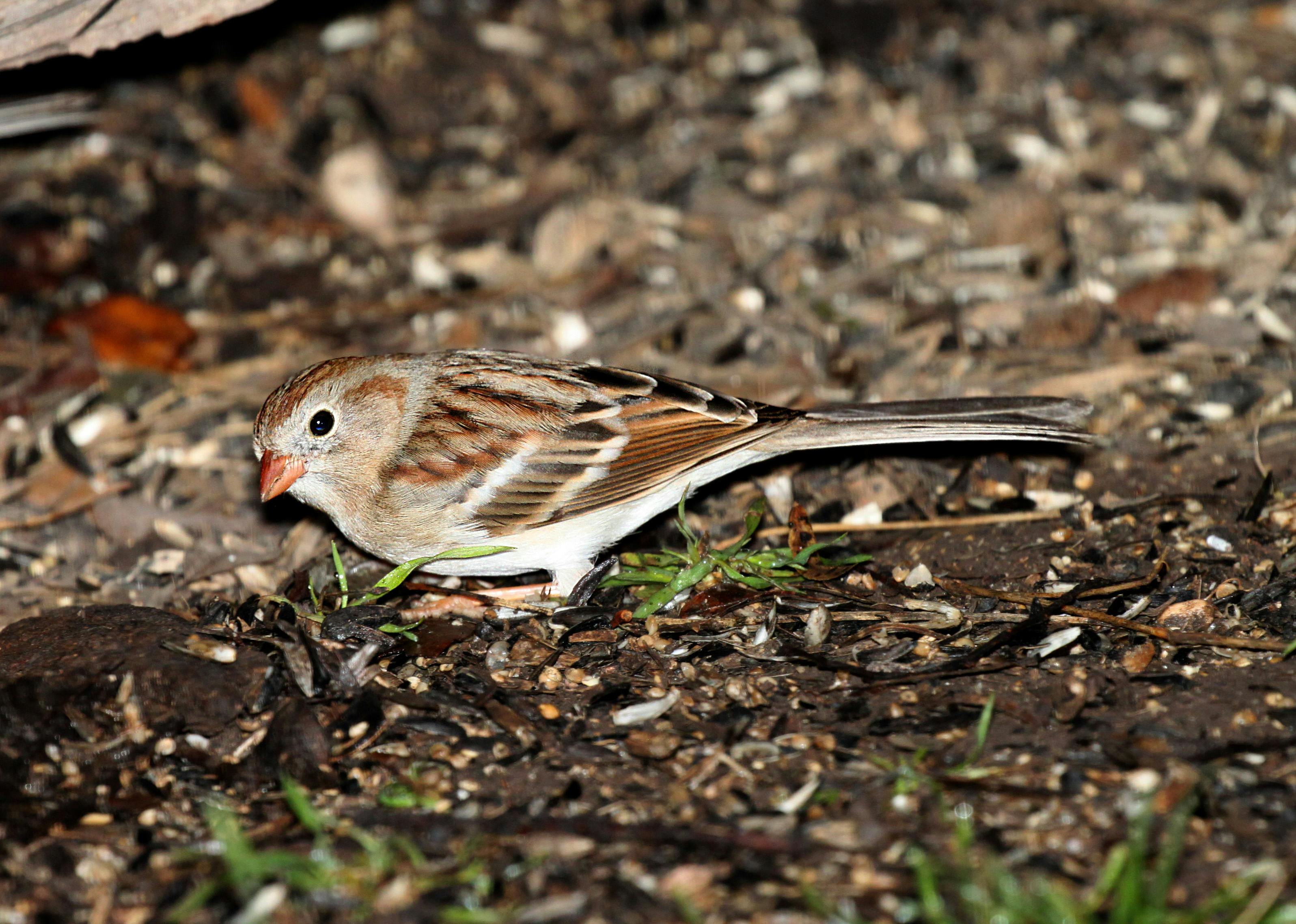 Brown and White Small Bird · Free Stock Photo