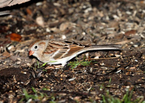 Free Brown and White Small Bird Stock Photo