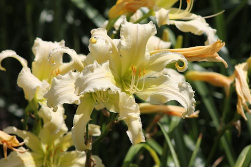 Flower in Close Up Shot