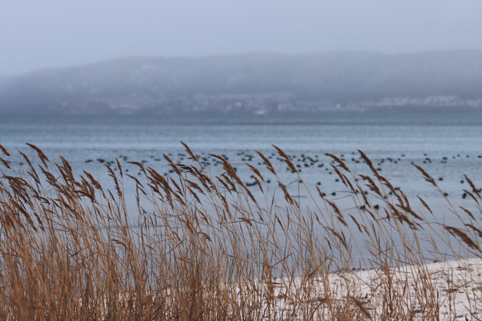 natural shoreline stabilization with native plants - Shoreline stabilization services natural shoreline stabilization with native plants - Shoreline stabilization services