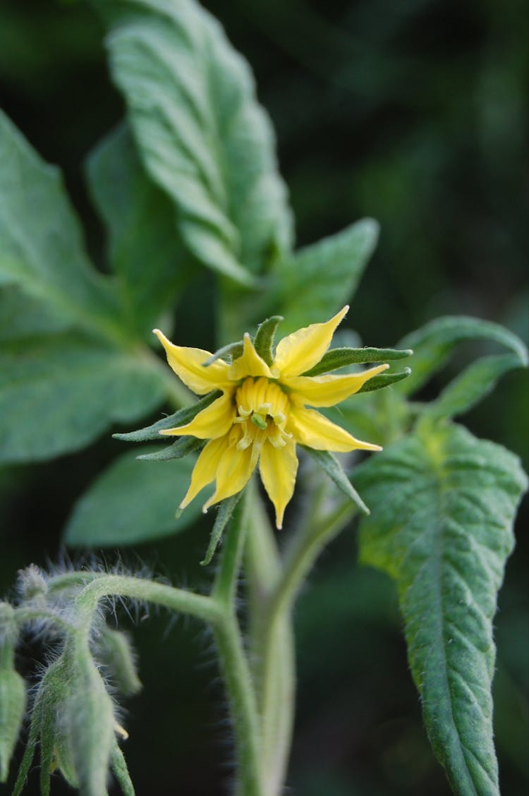 Close-up Of A Flower 