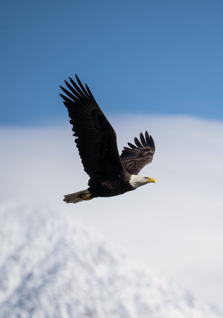 Close-up Of A Flying Bald Eagle 