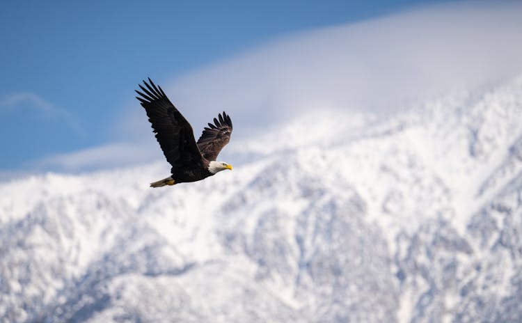 A Bald Eagle Flying