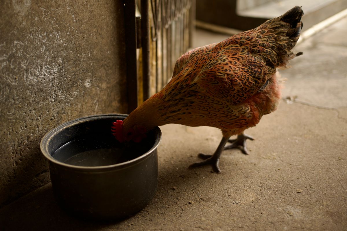 Abreuvoir pour poules : choisir, dimensionner et garder l’eau propre