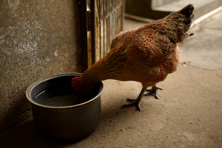 A Chicken Drinking Water 