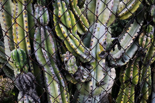 Ingyenes stockfotó drótkerítés, kaktusz, kaktusz növények témában