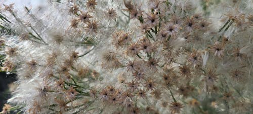 Free stock photo of airy, blow, dandelion