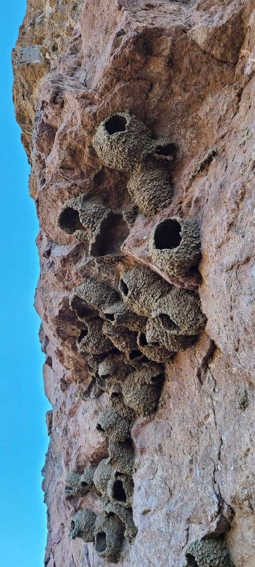 Free stock photo of bird nest, cliff, dirt