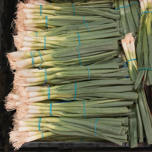 Close up of Spring Onions 