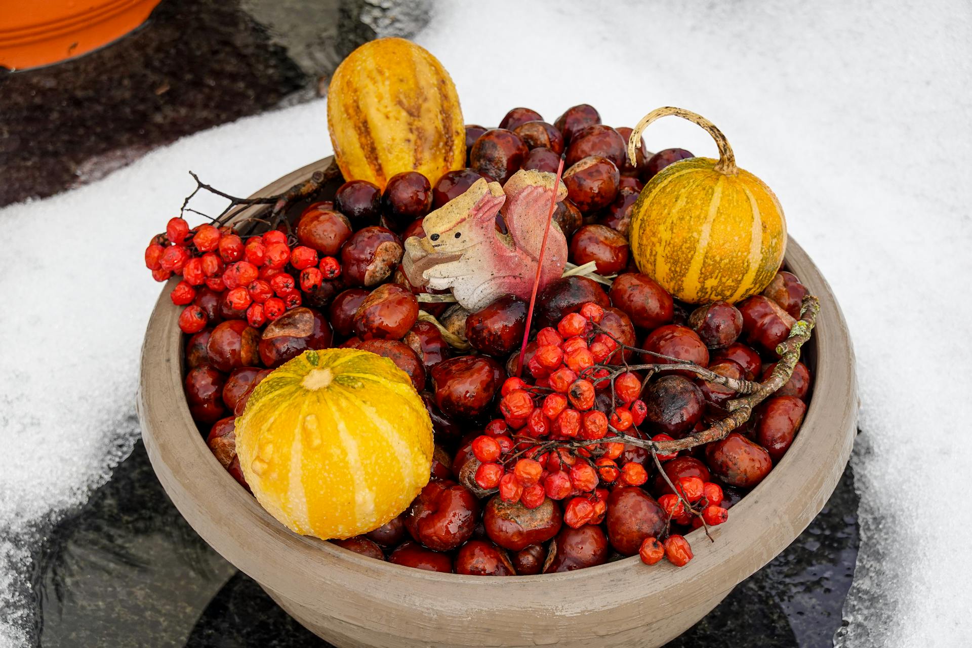 Free stock photo of apple, berry, fall