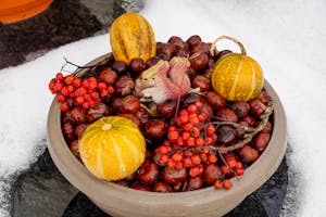 Free stock photo of apple, berry, fall