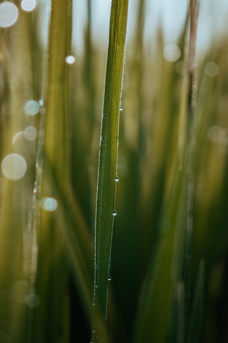 Close-Up Photo Of Green Leaf