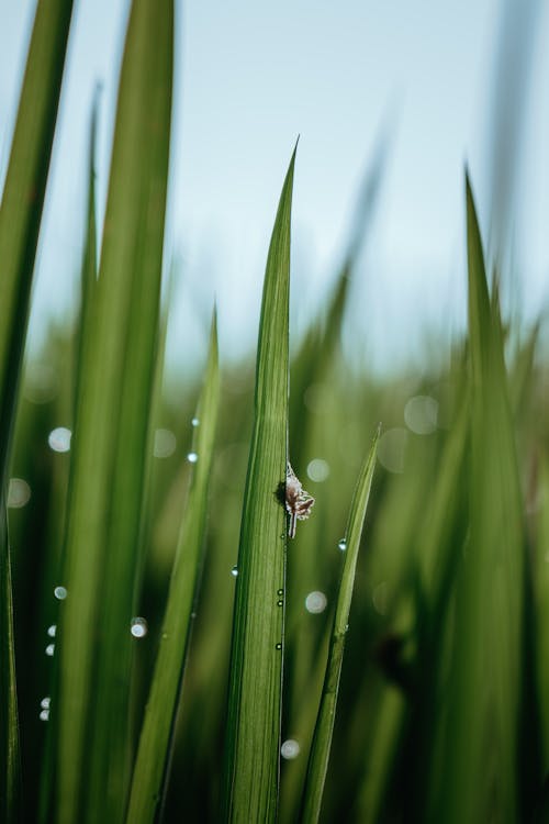 Gratis stockfoto met bladeren, detailopname, fabrieken