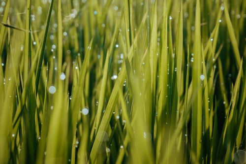 Free Macro shot of dew-covered green grass blades, creating a fresh, natural atmosphere. Stock Photo