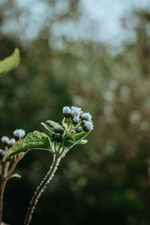 Gratis arkivbilde med anlegg, blomster, nærbilde