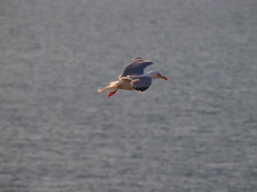 бесплатная Бесплатное стоковое фото с aves, в воздухе, животное Стоковое фото