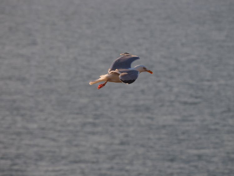 Photo Of Seagull Flying Mid Air