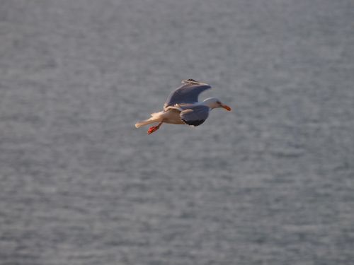 Free A seagull soars gracefully over the ocean, capturing the essence of flight. Stock Photo