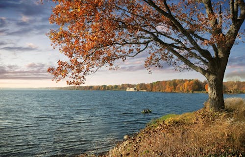 Free Autumn tree by the water Stock Photo