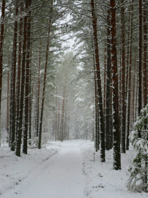 Free Tranquil snowy pathway through a serene forest in Ķegums, Latvia during winter. Stock Photo