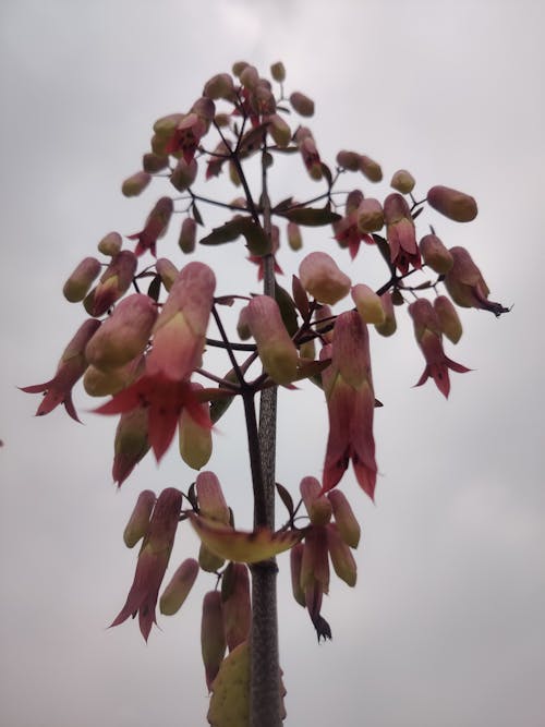 Free stock photo of bryophyllum pinnatum plant, medicinal plant, pattharcaṭṭa