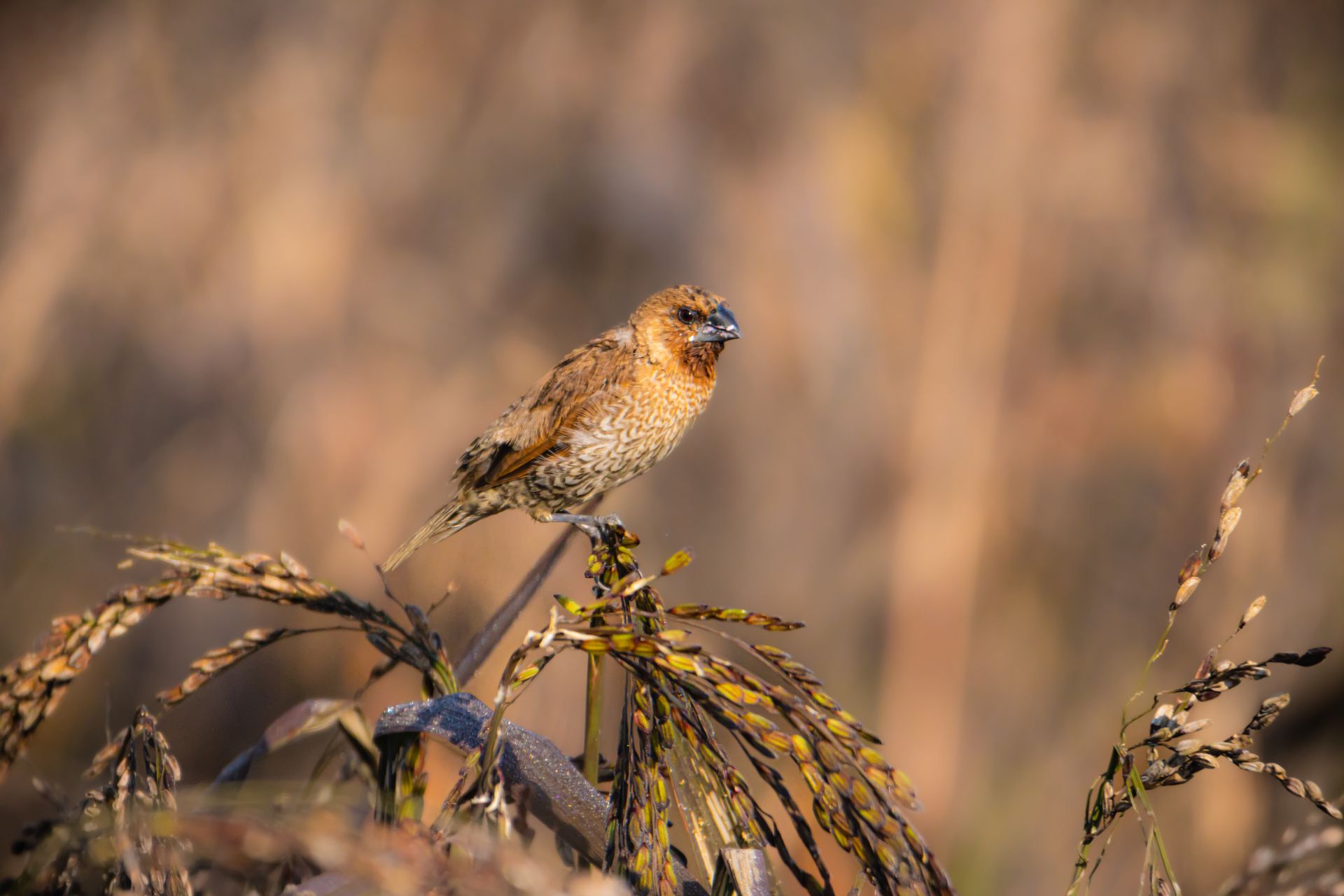 A Close-Up Shot of a Scaly-Breasted Munia