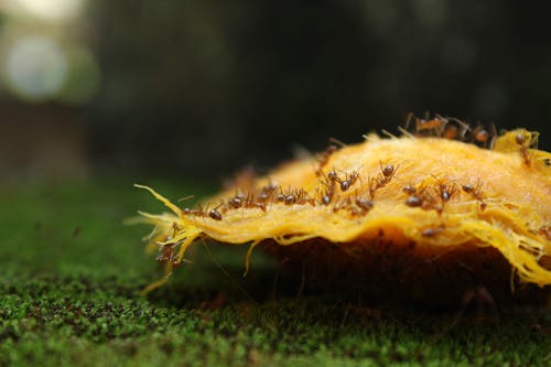 Fotobanka s bezplatnými fotkami na tému dno, mach, mravce