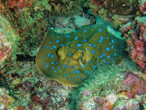 Grey and Blue Manta Ray Camouflage in Corals