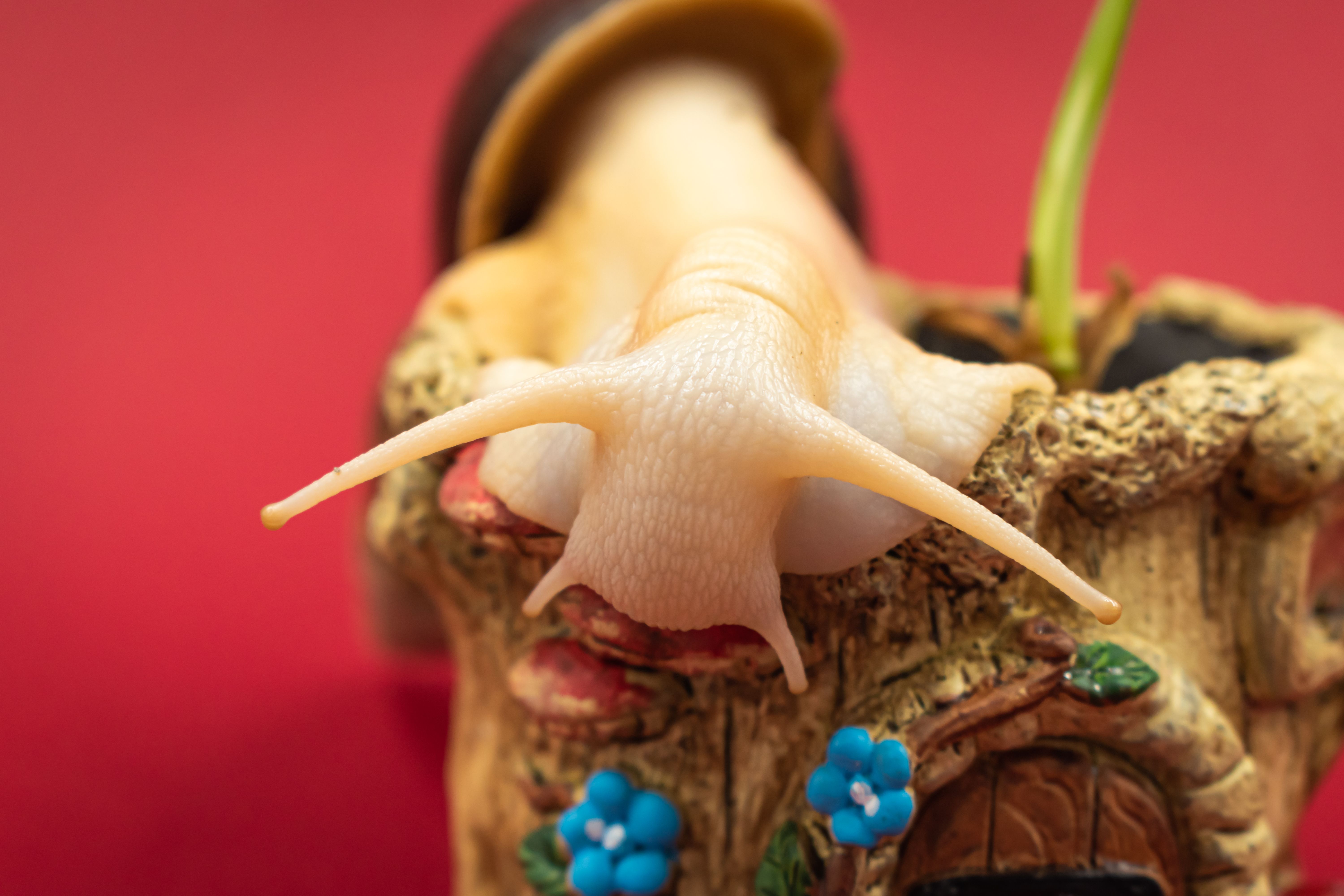 Macro shot of a snail on a flowerpot with vibrant red background.