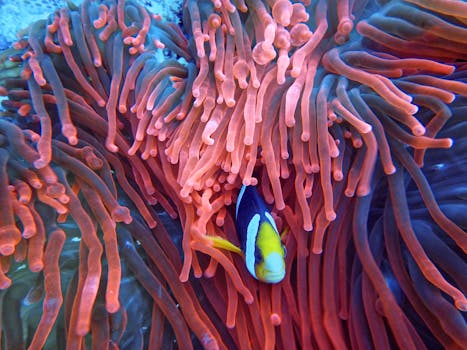Colorful clownfish nestled within vibrant sea anemones in a stunning underwater scene from Indonesia.